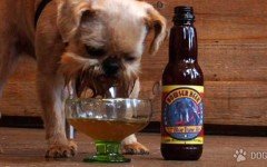 Beer for Dogs: now you’ll always have a drinking buddy