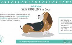 Skin Problems In Dogs: causes and symptoms