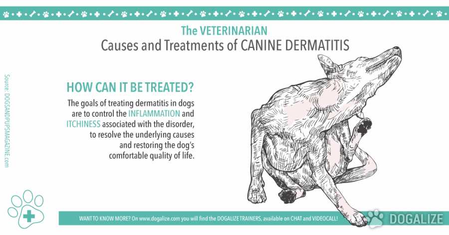 Causes and Treatments of Canine Dermatitis