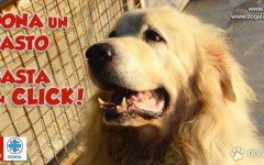 adozioni cani anziani app per gatti