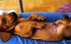 Growing up with dogs helps children with anxiety