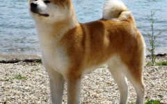 Akita Inu cani di razza razze di cani