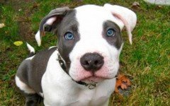 american-pitbull-terrie-pit-bulls-pet-dogs-dangerous