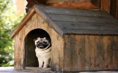 Building the best dog house for your puppy