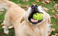The health benefits of playing with your dog
