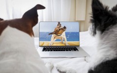 dog-news-dog-dogs-views-tv