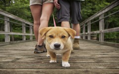 dog-walking-dog-breeds-pet-education
