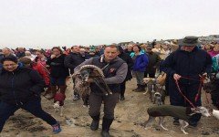 last-greeting-animal-old-greyhound-dog-2