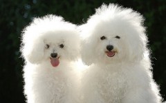 perro poodle