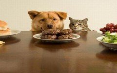 recipes-for-dogs-homemade-food-puppies