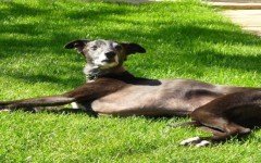 Mark Woodsí poor pooch Walnut. See SWNS story SWWALK; A dog lover has issued a heartfelt plea inviting people to join his pet for his LAST walk on his favourite beach before he is put down. Mark Woods has walked his 'best friend' Walnut for the past 18 years. But now Walnut's health has deteriorated due to his old age and he's started collapsing, so Mark has made the difficult decision to have him put to sleep. But before his life is ended, Mark wants to give him one final walk and has written an appeal on Facebook, asking for others to join him.