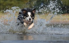 Veterinarian advice: Toxic algae for dogs