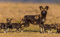 Dog breeds: the African wild dog