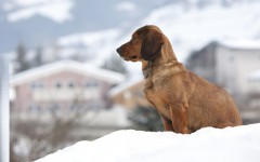 Razas de Perros: Basset Alpino
