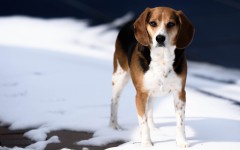 Cani taglia media razze da appartamento e da campagna