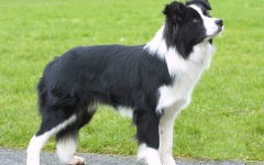 Border Collie razze di cani