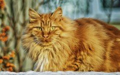 Peso del gatto: qual è il giusto peso per un gatto?