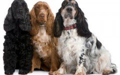 Razas de perros: Cocker Spaniel inglés