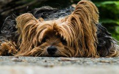 Le malattie trasmesse da zecche nei cani