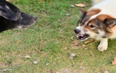 Tips to socialize an Aggressive Dog