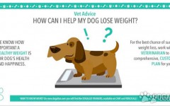 Preventing dog obesity and helping dog lose weight