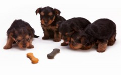 What's best Pet Food for Dogs?