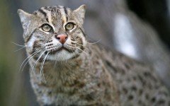 Gatto pescatore gatto dell'isola di Giava