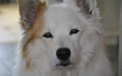 Razze cani: il cane Iceland Dog carattere e caratteristiche