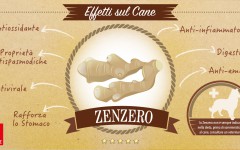 Lo zenzero: pianta amica degli animali, oltre che degli umani!