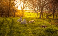 Dogs rescued from meat trade in South Korea