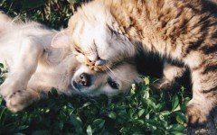 Dating websites for Pet Lovers