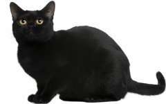 razze feline razze di gatto Bombay