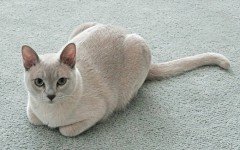 gatto Tonkinese razze gatti