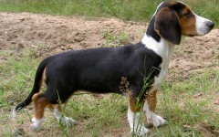 cane Dachsbracke razze cani