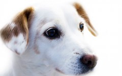 Dog Vomiting: Should I be Concerned?