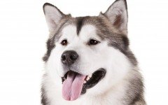 alaskan malamute dog breeds