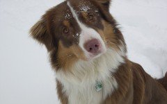 can dogs catch colds from humans