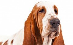 basset hound
