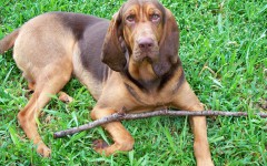 Razas de Perros: perro Bloodhound caracteristicas y cuidados