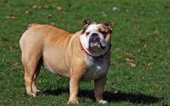 bulldog breed