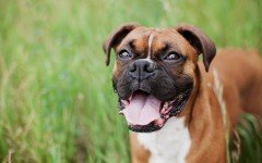 Boxer dog