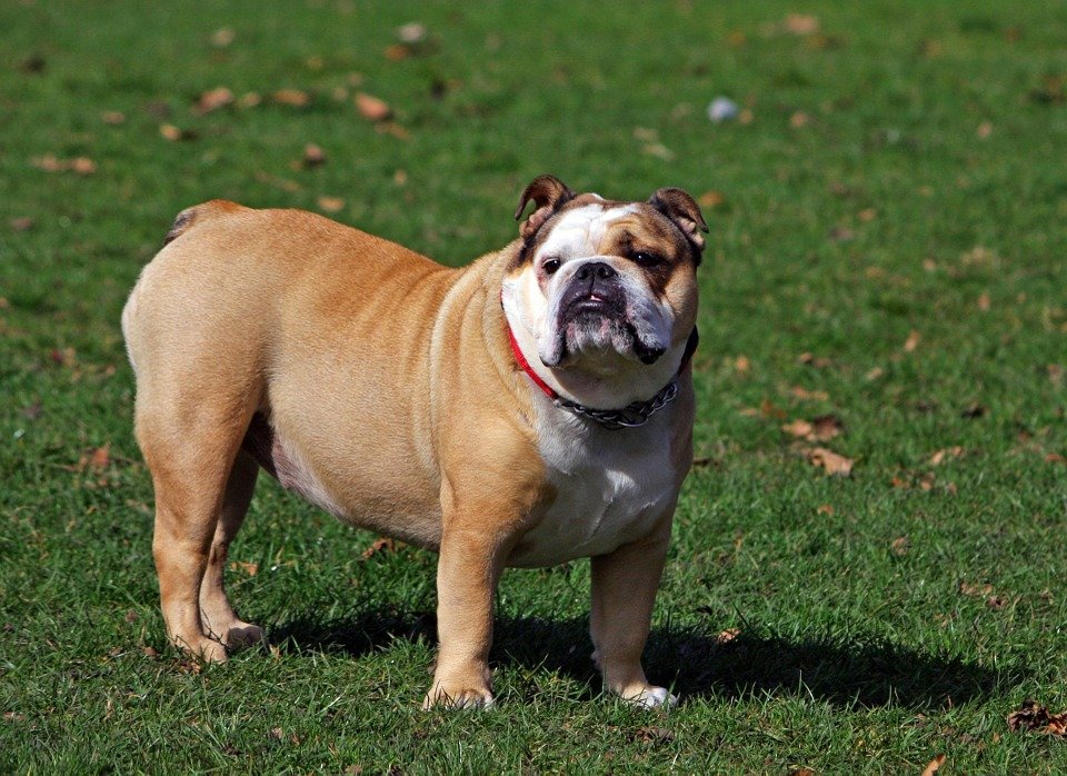 bulldog breed