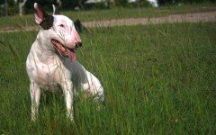 Bull Terrier perro Bull Terrier