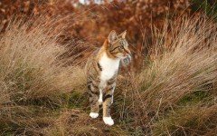 Sverminare un gatto perché è importante