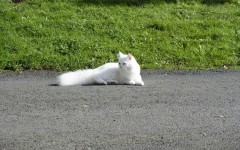 Gatto persiano bianco: gli esemplari più amati
