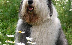 Old English Sheepdog