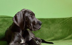 Come prendersi cura del cane a pelo corto: la toelettatura