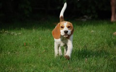 Dog Breeds: Beagle dog , temperament and personality