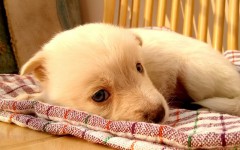 Preventing ear infection in your dog: make sure it doesn't gets sick!