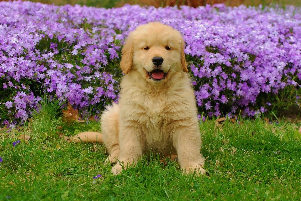 Golden Retriever dog